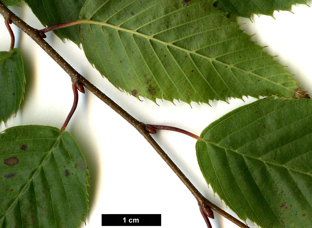 High resolution image: Family: Betulaceae - Genus: Carpinus - Taxon: omeiensis HORT